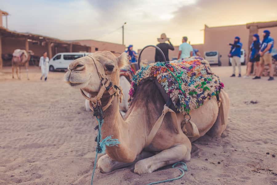 From Marrakech: Agafay Desert Camel Ride and Dinner and Show - The Show: Belly Dance, Folklore, and Gnaoua-Style Music