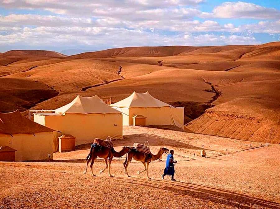 From Marrakech : Agafay Desert Sunset Dinner with Camel Ride - Fire Show and Music: Fun Energy Without Needing Any Special Background