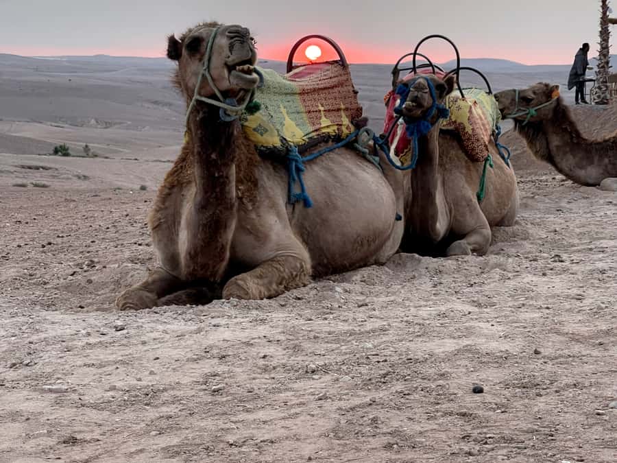 From Marrakech: Agafay Desert Sunset, Quad Biking, & Dinner - Camp Setup by the Pool: What the Evening Feels Like