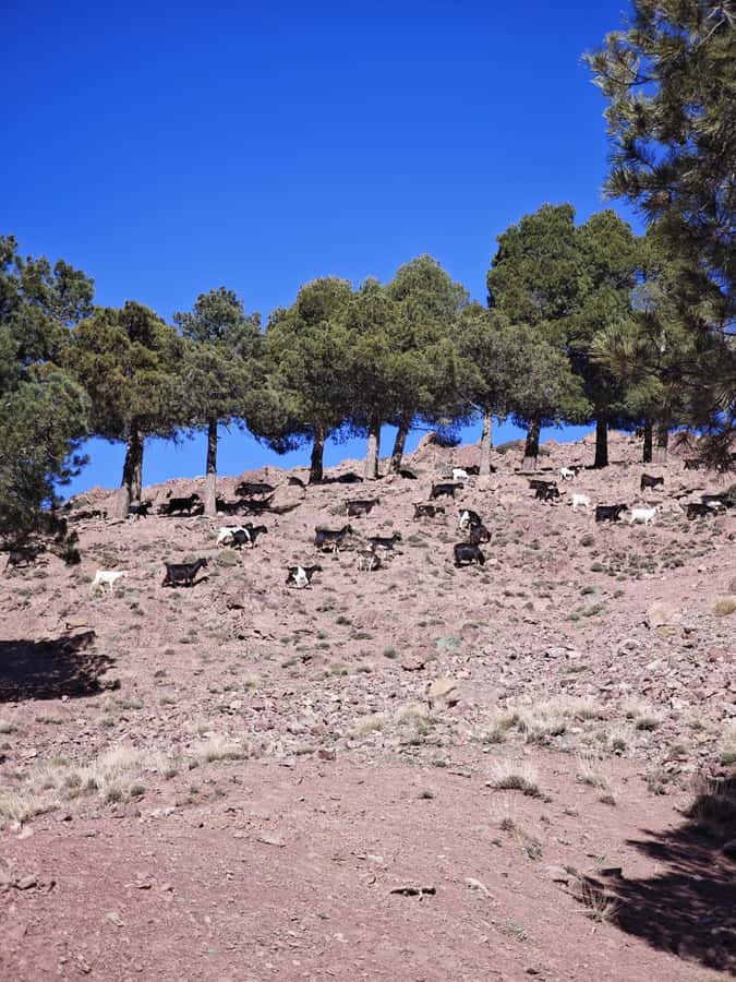 From Marrakech: Aourirt N’ouassif Summit Day Hike & Trek - Imlil trailhead (1,740m): where the hike really begins