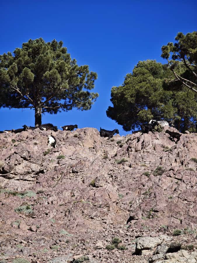 From Marrakech: Aourirt N’ouassif Summit Day Hike & Trek - Tizi N’tamatert pass: the valleys open up