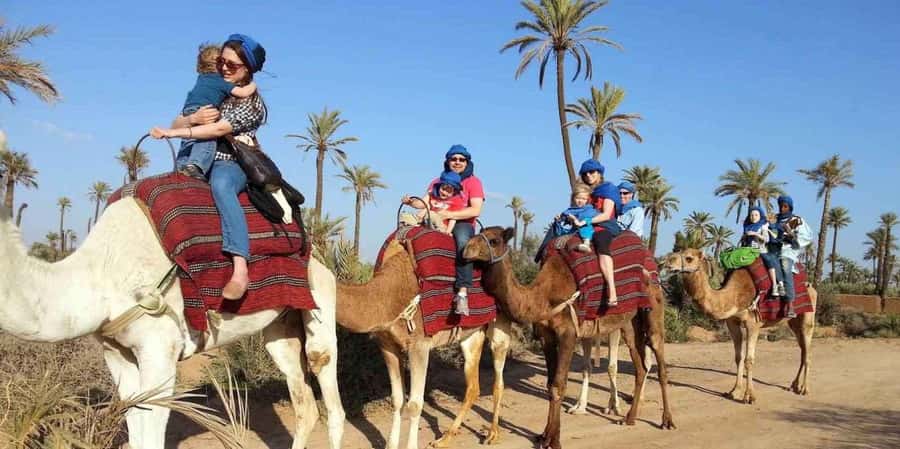 From Marrakech: Camel ride in the oasis palmeraie Grove - The guide factor: the people make or break it