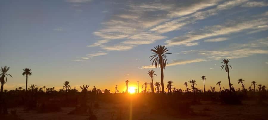From Marrakech: Camel ride in the oasis palmeraie Grove - Who this suits best (and who should skip it)