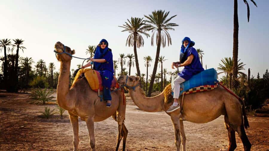 From Marrakech: Camel ride in the oasis palmeraie Grove - Pickup, small group, and the 3-hour rhythm
