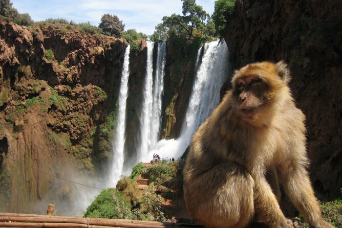 From Marrakech: Day Trip to Ouzoud Waterfalls Guided & Boat Ride - Hotel pickup and private transport: how the day starts and why it matters