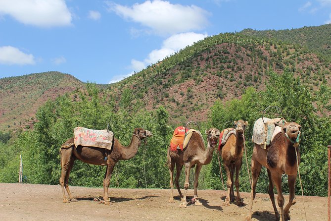 From Marrakech: Desert Agafay & Atlas Mountains Full-Day Trip - Price and value: what you’re getting for about $21.43