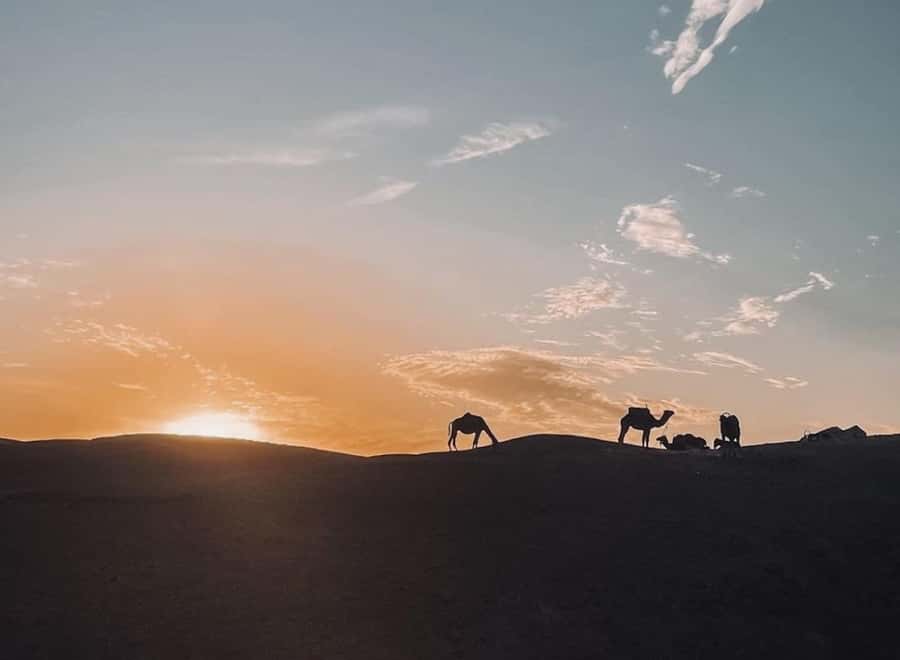 From Marrakech: Dinner show in Agafay Desert & Sunset Quad - Photo stop + argan oil factory tea: a practical culture pause