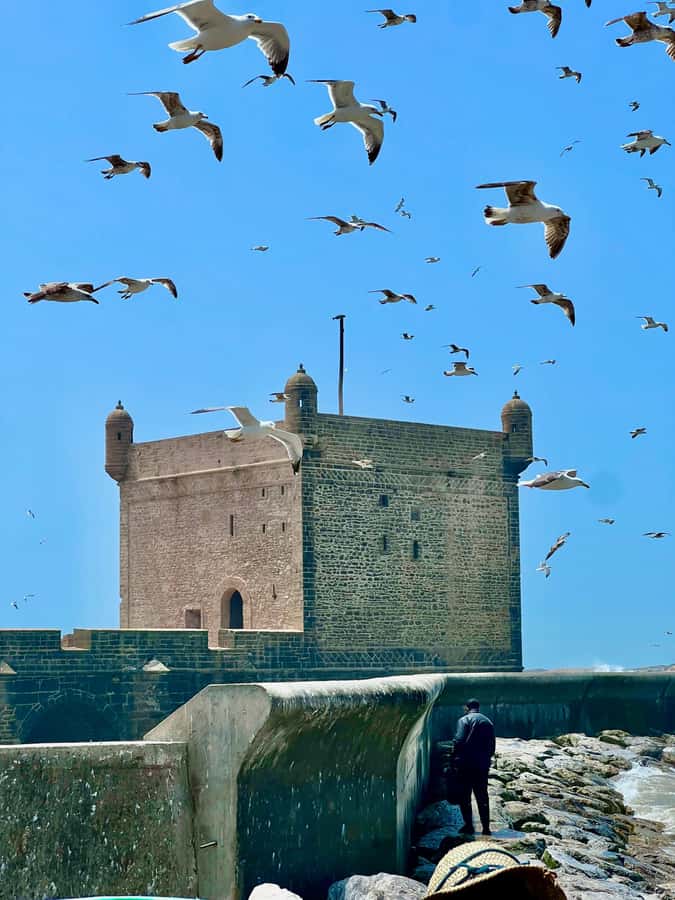 From Marrakech: Essaouira Coastal City Day Trip - Weather reality check: how to dress for a windy Atlantic day