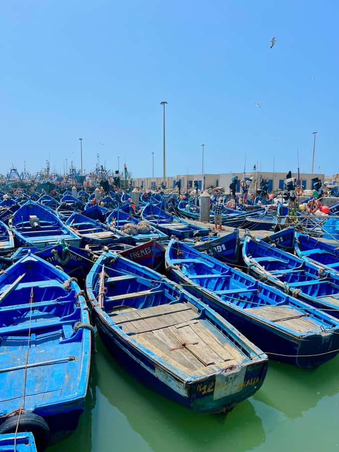 From Marrakech: Essaouira Coastal City Day Trip - Final call: should you book Moroccouniquetours?