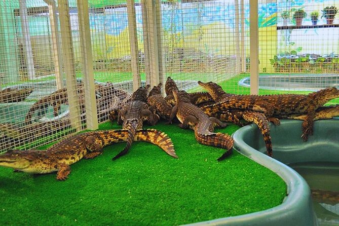 From Marrakech Full-Day Tour to Agadir - Agadir Birds Valley plus argan cooperative and museum