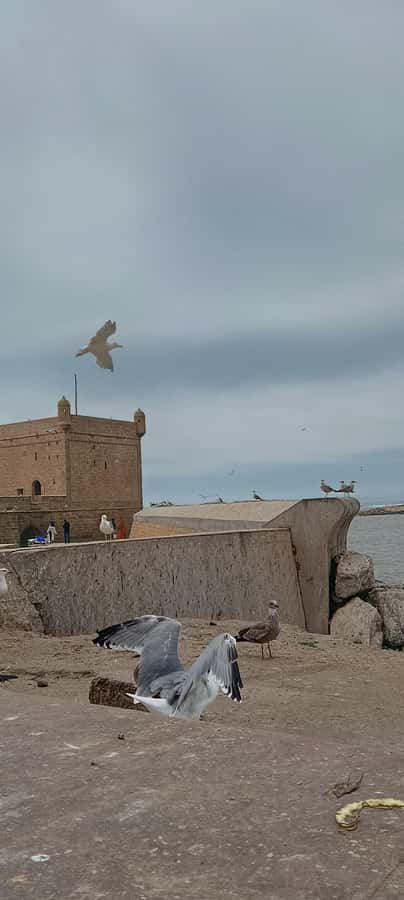 From Marrakech : Full Day Trip to Essaouira - Transportation and comfort: the part you can’t ignore