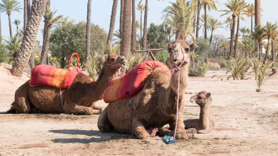 From Marrakech: Half-Day Desert Quad Trip with Camel Ride - Logistics you should plan for: pickup distance and meeting points