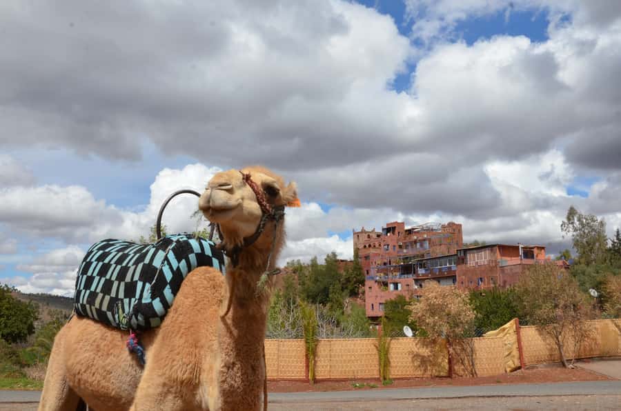 From Marrakech: Ourika Valley Day Trip with Lunch - Extras That Can Add Fun (Like Camel Rides and Pottery)