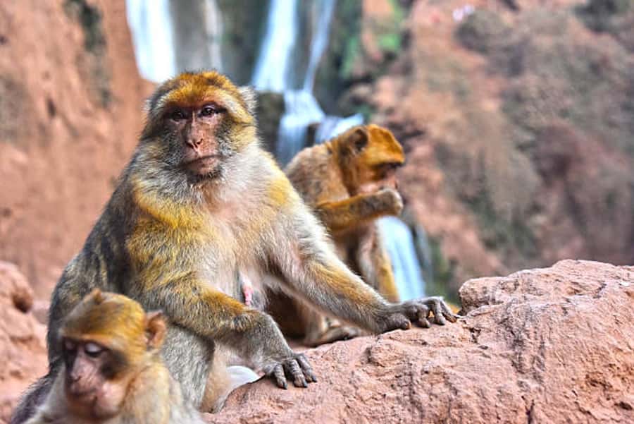 From Marrakech: Ouzoud Waterfalls Full-Day Guided Tour - The boat ride at the base: close views, but double-check what’s included