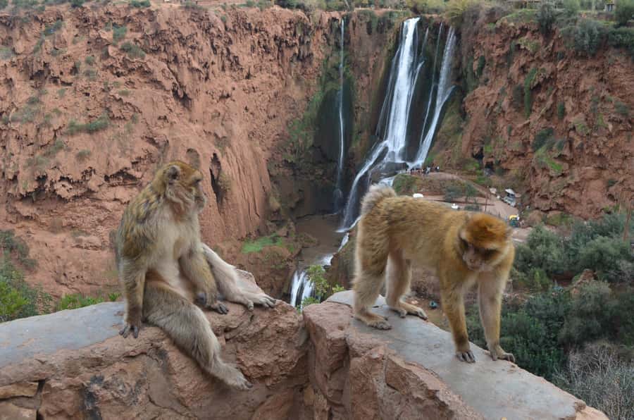 From Marrakech: Ouzoud Waterfalls Guided Hike and Boat Tour - Barbary monkeys: the fun part, plus the rules you shouldn’t skip
