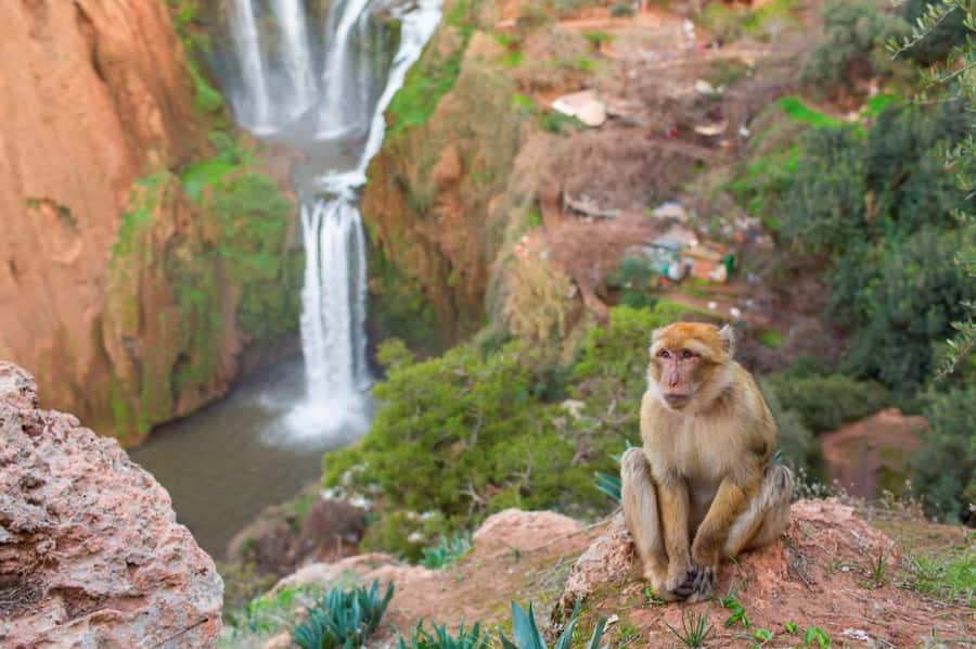 From Marrakech: Ouzoud Waterfalls Guided Hike and Boat Tour - Price and value: what $12 covers, and what to budget for