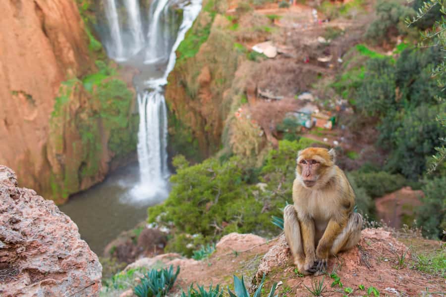 From Marrakech: Ouzoud Waterfalls Guided Tour and Boat Ride - Coffee break plus the Atlas route you’ll actually remember