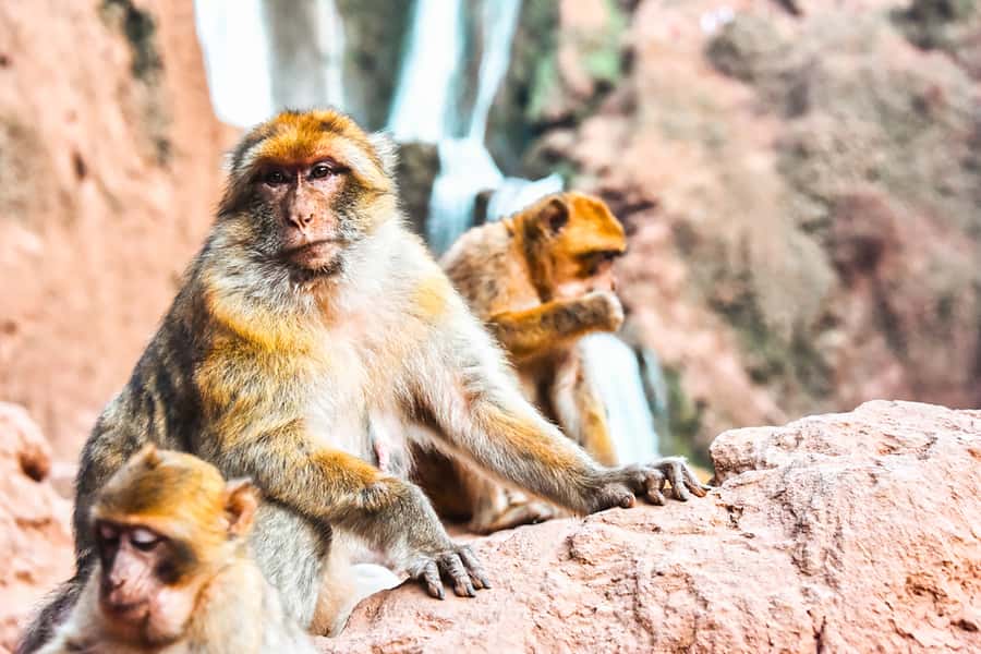 From Marrakech: Ouzoud Waterfalls Guided Tour & Boat Ride - Practical tips I’d use before your departure