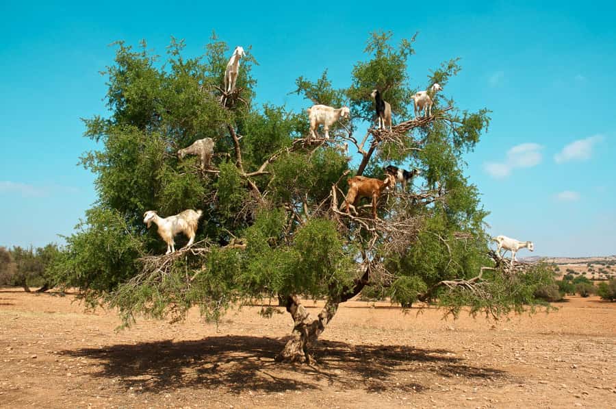 From Marrakech: Private Full-Day Essaouira Tour - Private Chauffeur Ride From Marrakech: What It Means in Practice