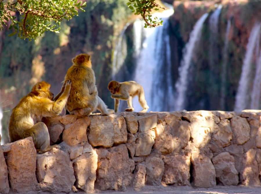 From Marrakech: Private Ouzoud Falls & Boat Ride Day Trip - Marrakech to Ouzoud Falls: the Atlas Mountains drive you’ll actually feel