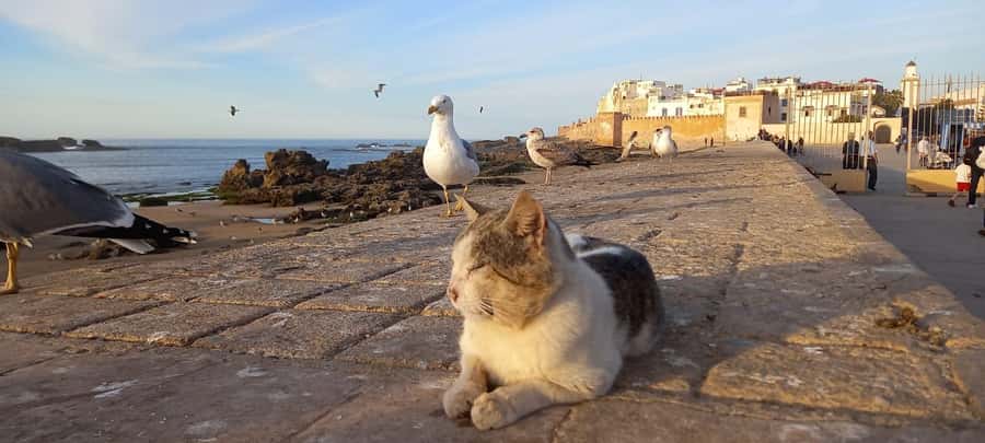 From Marrakech: Small Group To Essaouira & Medina Day Trip - Getting There in Comfort: Minibus, Wi‑Fi, and the road to the coast
