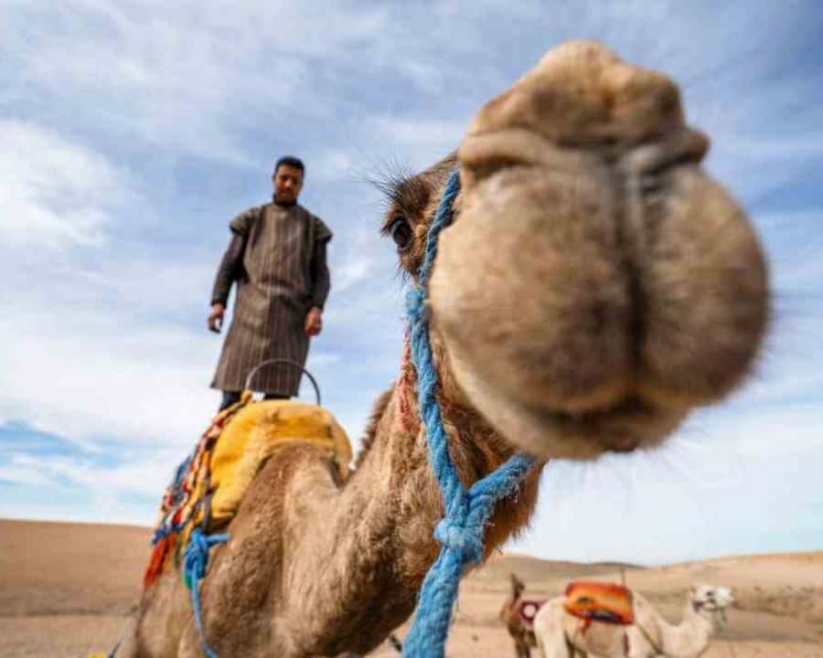 From Marrakech: Sunset Camel Ride in the Agafay Desert - What to Bring (So You Don’t Regret It at Dusk)