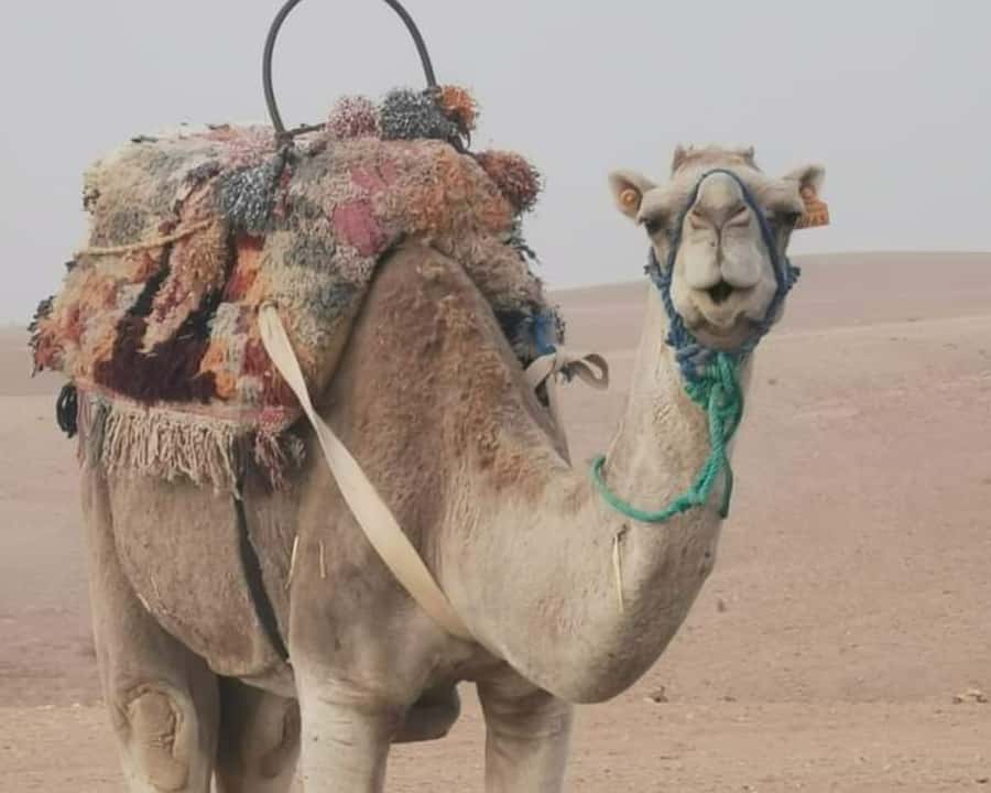 From Marrakech: Sunset Camel Ride in the Agafay Desert - Punctual Pickup and Small Logistics That Matter