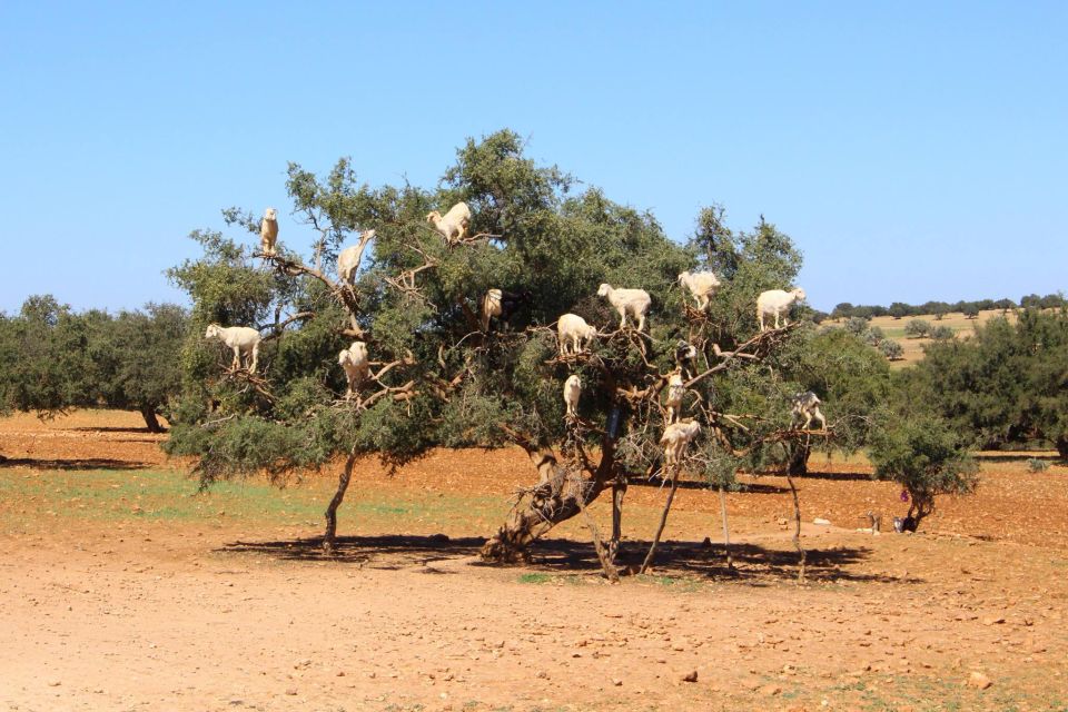 From Marrakech to Essaouira coast day tour - Mogador beach and wind-sport viewing: what the last stretch can feel like