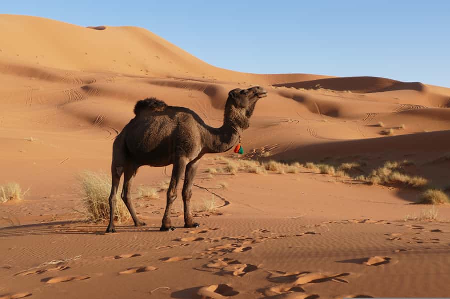 From Marrakesh: 3-Days Erg Chegaga Désert Tours - Rising Into Erg Chegaga: Sunrise, Big Dunes, and Sandboarding Time