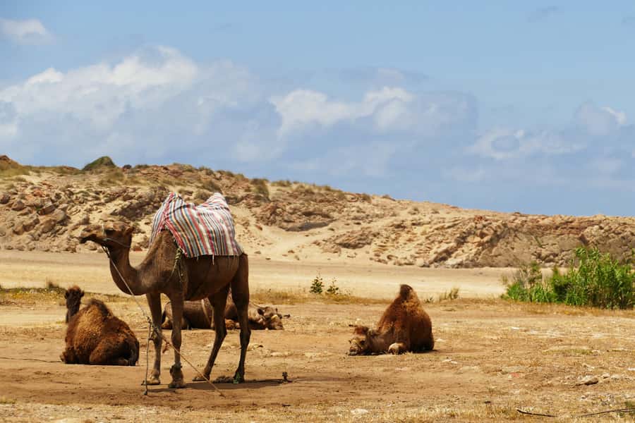 From Seville: Full-Day Tour to Tangier - Tangier orientation with a local guide