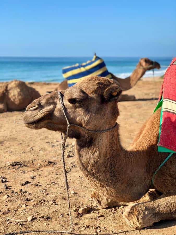 From Tangier: Asilah Tour with Tea Tasting & Camel Ride - Timing That Fits a 7-Hour Morocco Sprint
