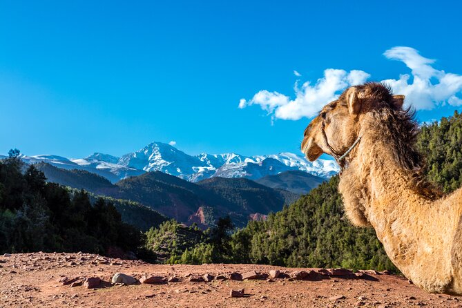 Full Day Berber Villages and Atlas Mountains 4x4 Adventure - Marrakech pickup and the day’s timing (8:30 to “where did the day go?”)