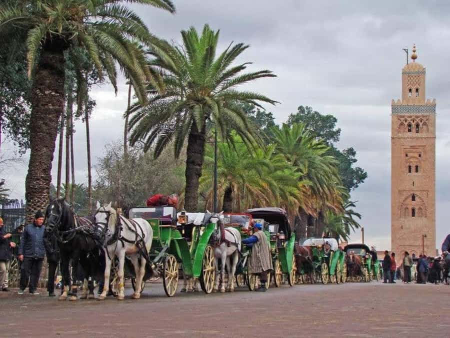 Full-Day Group Trip to Marrakech from Agadir - Jamaa el Fna Free Time: Use It Like a Local