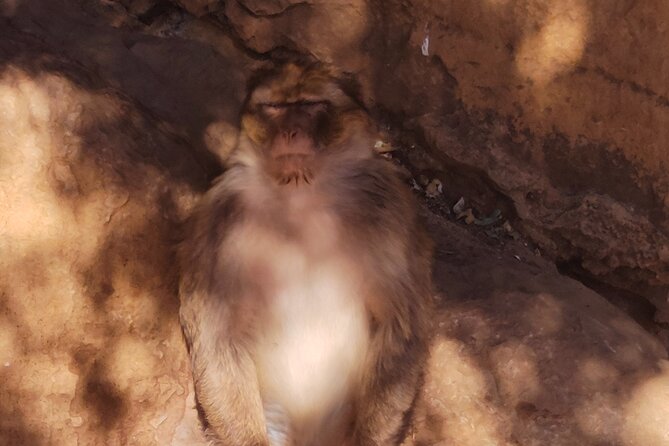 Full-Day Private Atlas Tour from Marrakech to Ourika Valley. - Free time in Ourika: make it slow, not empty