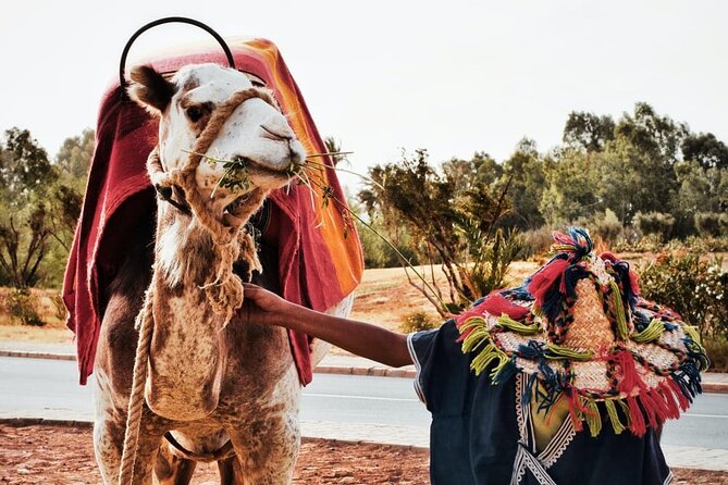 full day private tour of tangier from the cruise ship pick up - Tangier in One Day: What This Private Cruise Tour Does Best
