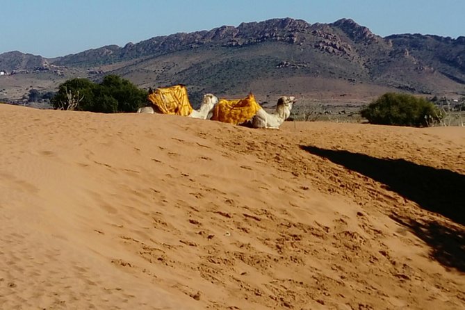 Full-Day Safari Small Desert With Lunch - Transportation Comfort: Small Group, Lots of Driving