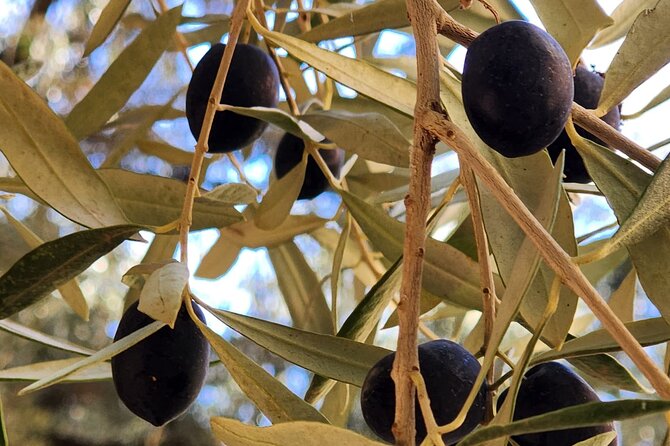 Full Day Tour from Marrakech to Kaskade Ouzod - Olive Groves and an Argan Oil Cooperative Stop