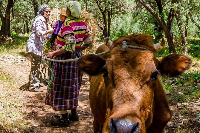 Full Day Tour to Atlas Mountains in Imlil Valley - Who this Atlas Mountains Imlil Valley tour suits best