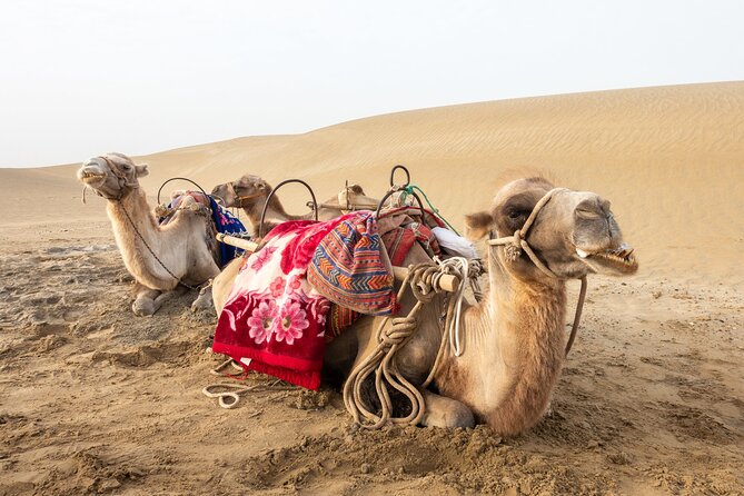 Full Day Tour to Desert Trip in Agadir with Lunch - Price and logistics: why this is good value