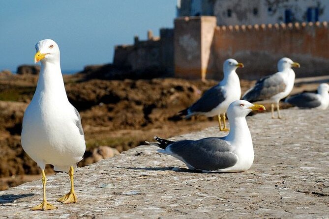 Full Day Tour To Essaouira from Marrakech - Marrakech to Essaouira by day: why this Atlantic town feels different