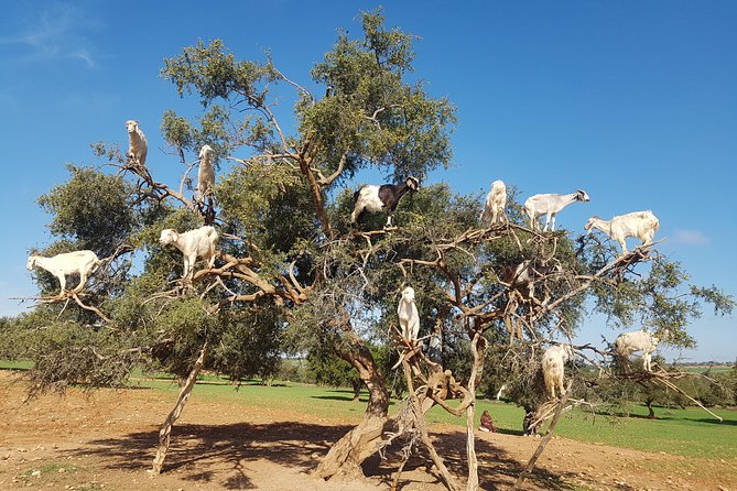 Full-Day Tour to Essaouira - The Ancient Mogador City from Marrakech - Entering Essaouira’s UNESCO Medina with a local guide