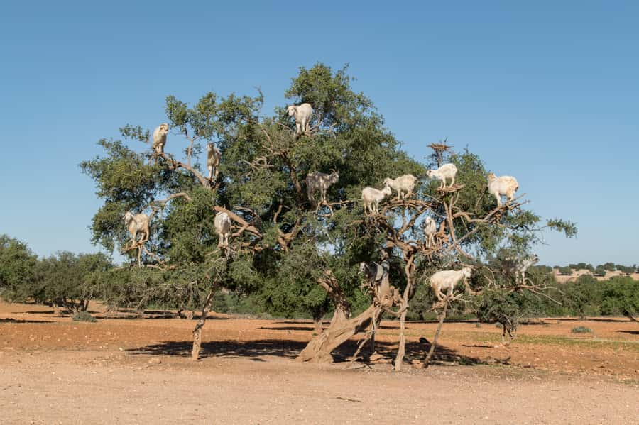 Full Day Trip From Marrakech To Essaouira - Who this day trip suits best (and who should skip it)