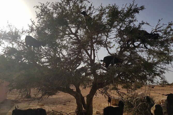 Full day trip to Essaouira from Agadir - Atlas Mountains roadside stops: goats, coffee, and Argan oil