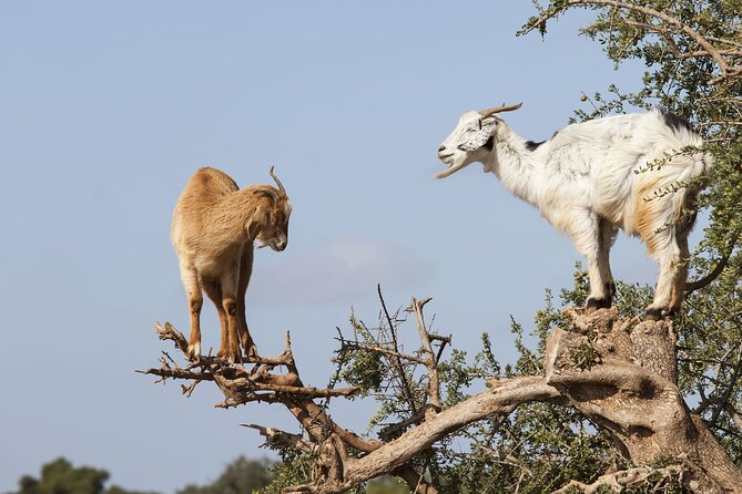 Goat on trees & Crocodile Park Including Tickets and Hotel Pickup - Key highlights you’ll feel right away