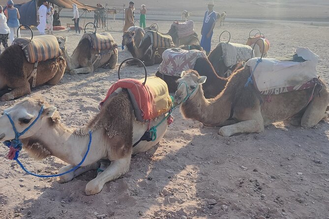 Half day Agafay : Camel Ride +Dinner + Show + Quad + transport - Quad + Sunset: A Two-Speed Desert Afternoon