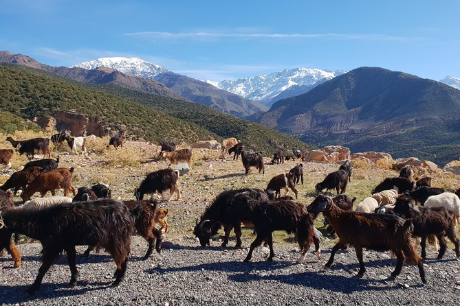 Half-Day Atlas Mountains Tour From Marrakech - Who This Tour Fits Best (And Who Might Not Love It)