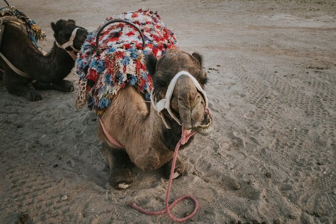 Half day in Agafay desert with Camel ride, Quad biking and dinner nomad tent - From your ride to the first desert stop