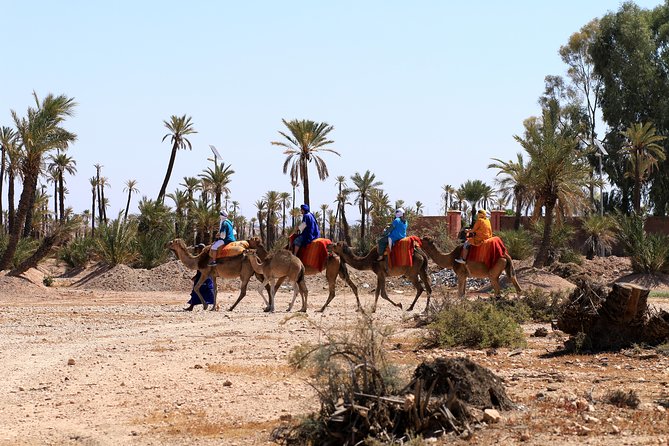 Half-Day Palm grove desert Quad & Camel Tour - Quad Bike Time: Desert-Style Riding Without the Full-Day Commitment