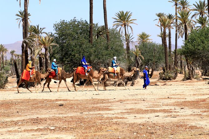 Half-Day Palm grove desert Quad & Camel Tour - Transfers and Timing: Why the 4 Hours Works