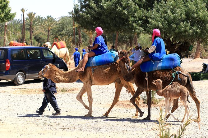 Half-Day Palm grove desert Quad & Camel Tour - Who This Tour Fits Best (And Who Might Want Something Else)
